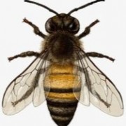 osorioestefania1